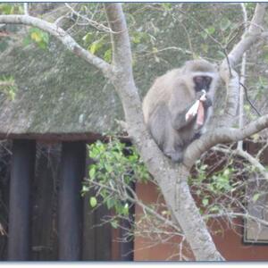 baboon.jpg