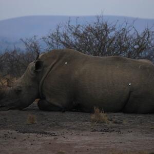 rhino.jpg